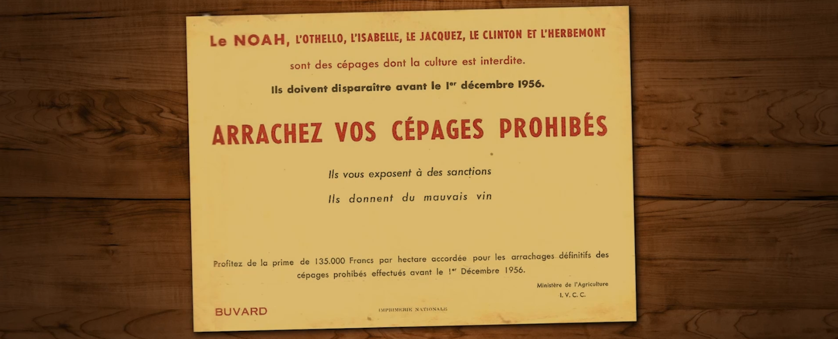 Pourquoi Le Noah Rend Fou Les cépages interdits... - Guillaume de Carcaradec