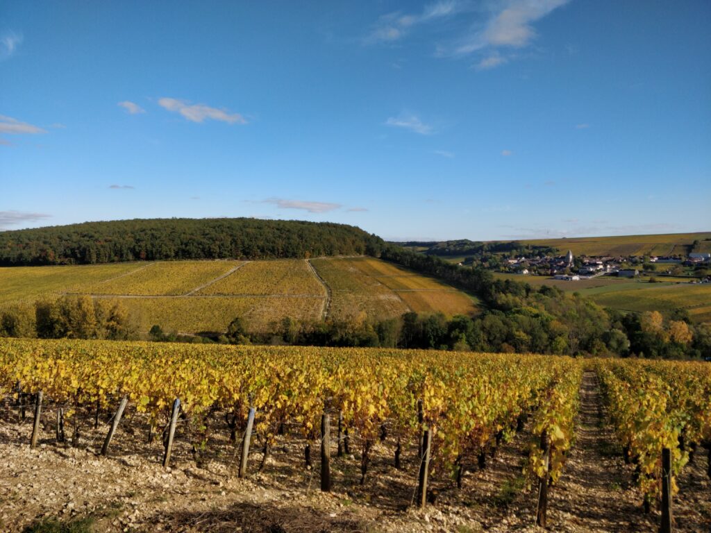En Bourgogne on trouve principalement 3 cépages: Le chardonnay, le pinot noir et l'aligoté